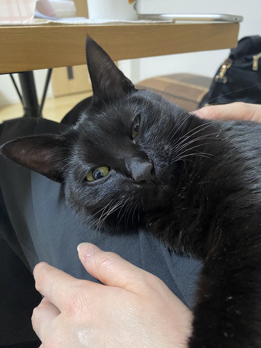 youpi🐈‍⬛黒猫 tweet media