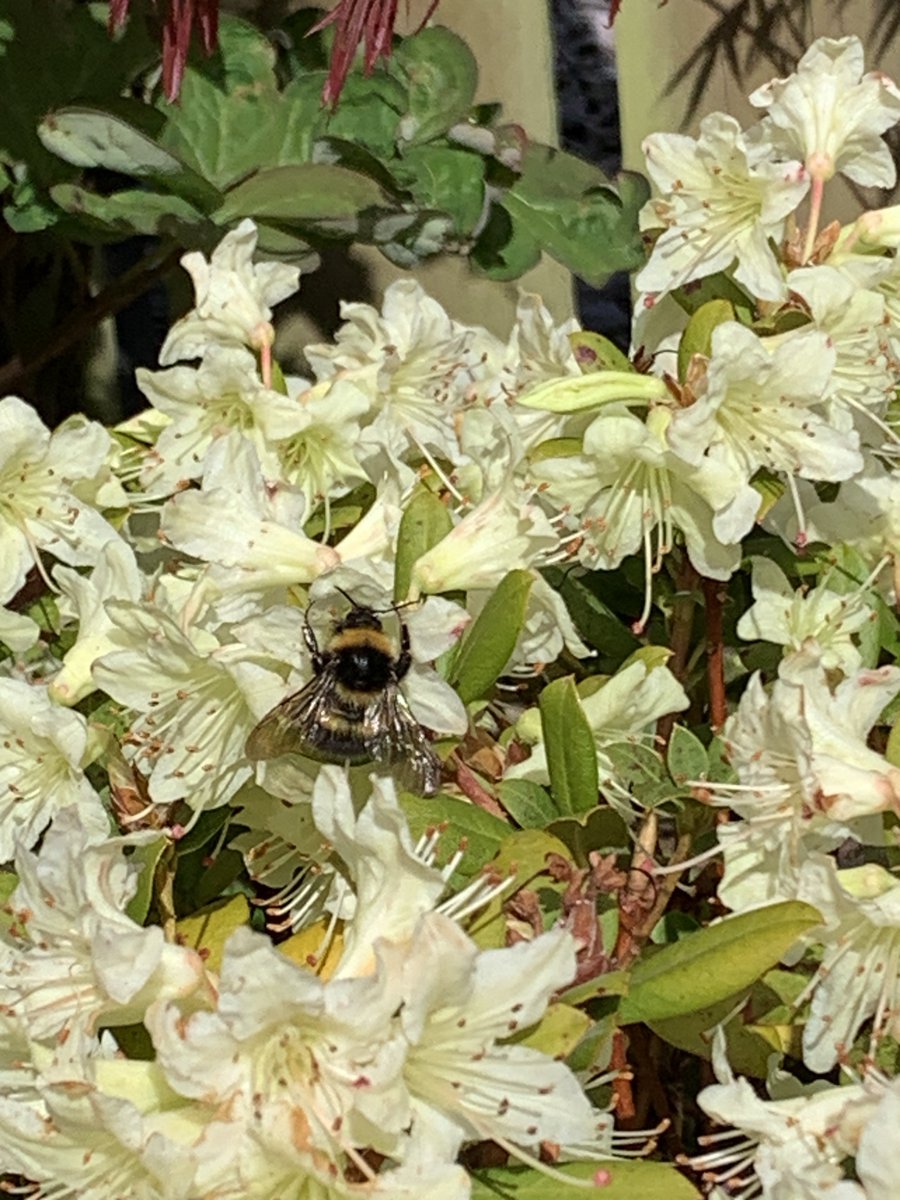 LSalt1's tweet photo. @TheFlowerShow Caught yesterday in my garden 🐝 https://t.co/t8tWzYJI7t
