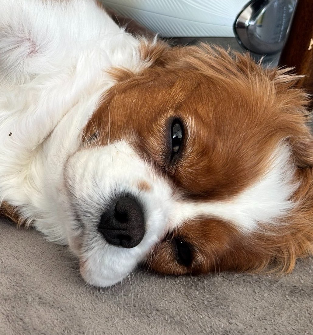 森林守🐢 tweet media