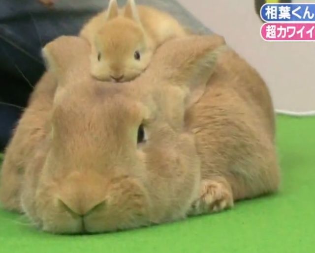 animalpopular9's tweet photo. Nice bounding... https://t.co/WU84vRw4Gs