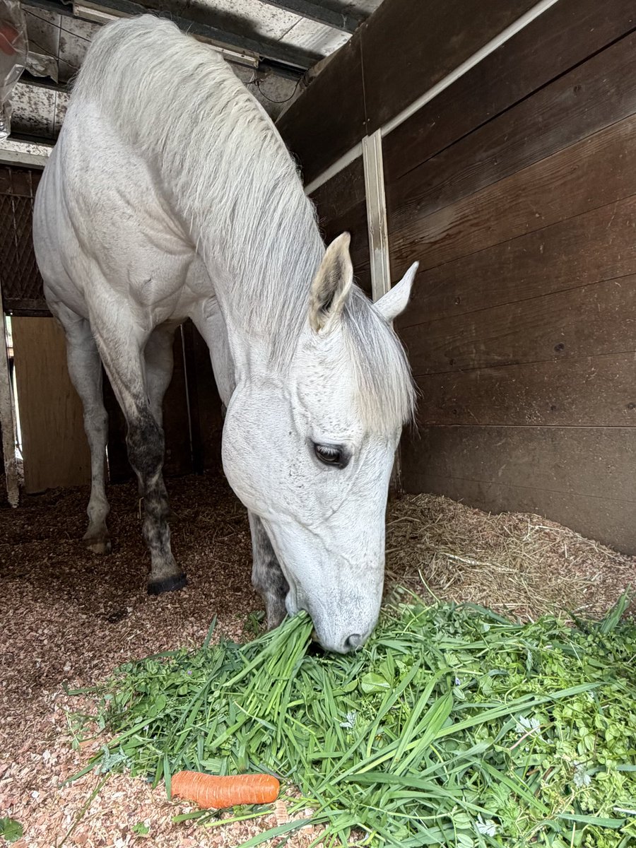 plumier36 tweet media