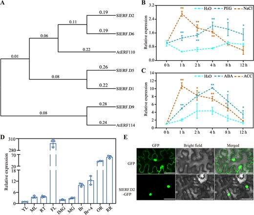 Hortres's tweet photo. New study reveals SlERF.D2 negatively regulates tomato osmotic stress adaptation via ABA &amp; ethylene pathways, targeting ROS &amp; stomata. #TomatoStress #ERF #PlantScience @OxfordJournals 
Details: https://t.co/EMIj5GNew9 https://t.co/5P6bwyHZ1b