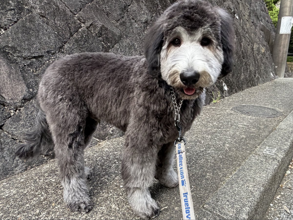 ポッキー tweet media