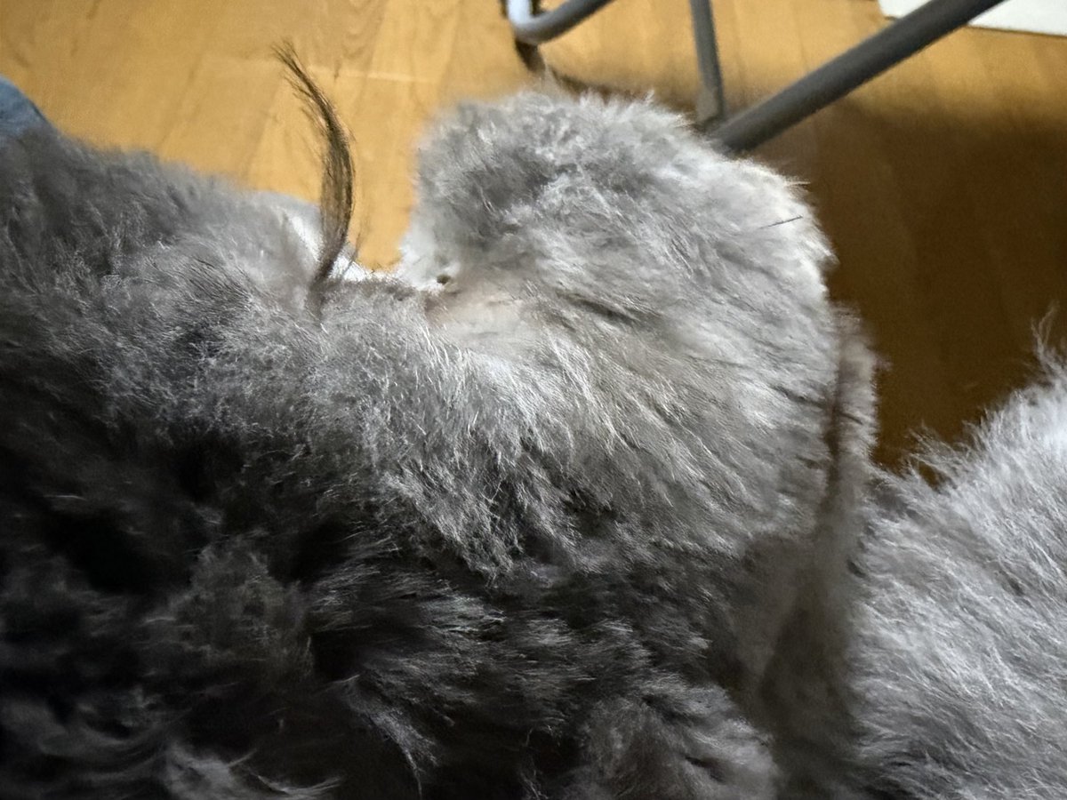 ポッキー tweet media