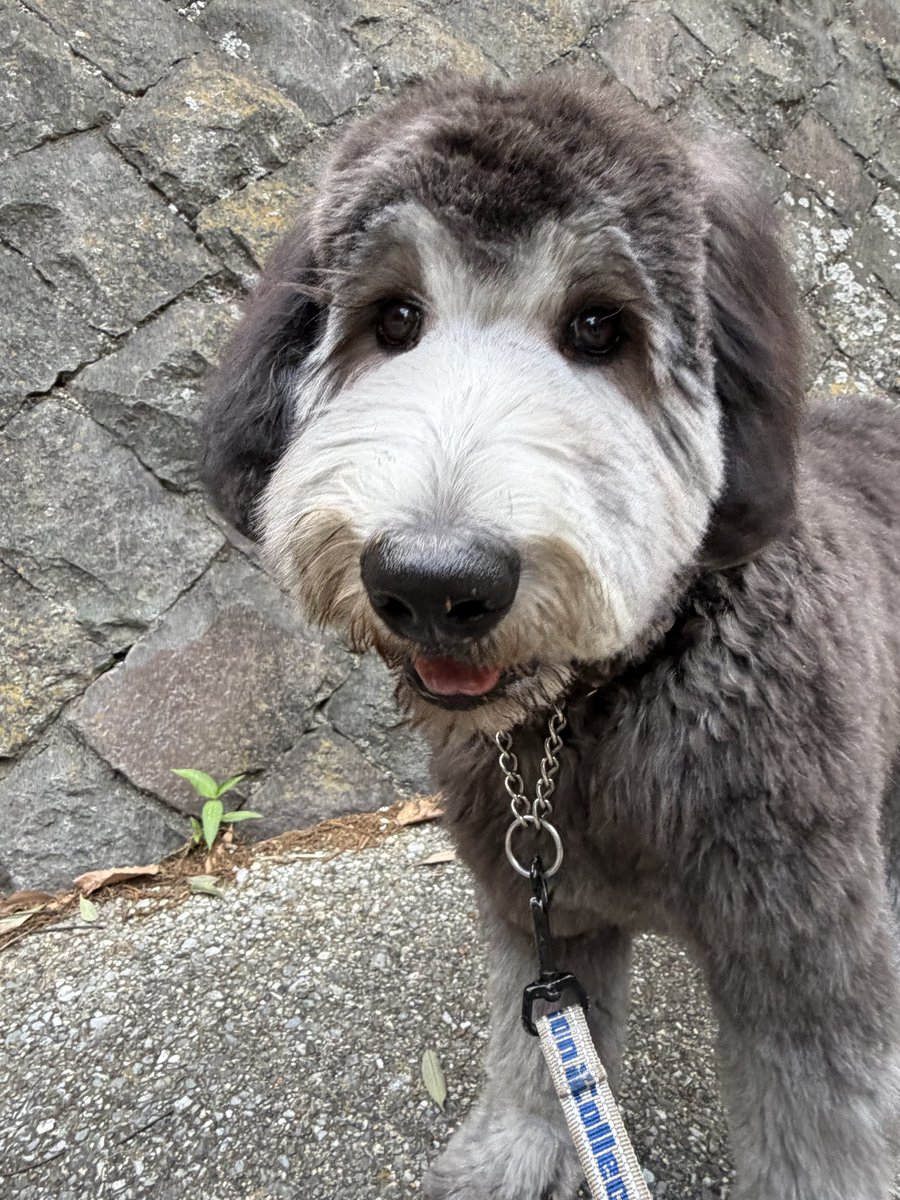 ポッキー tweet media