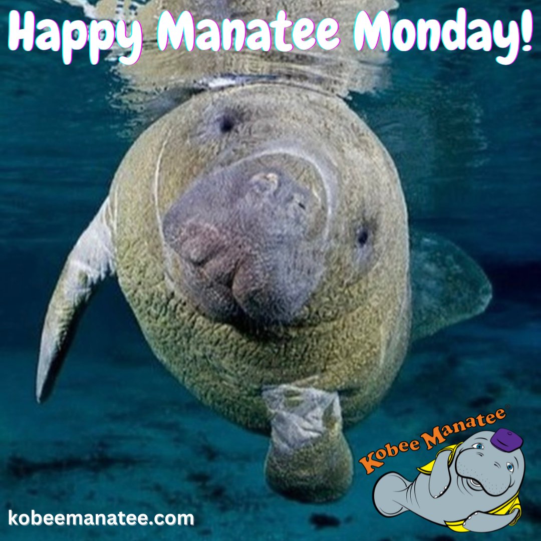 KobeeManatee's tweet image. Enjoy Your #Manatee Monday!