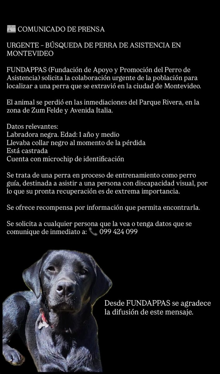 Perra de asistencia perdida