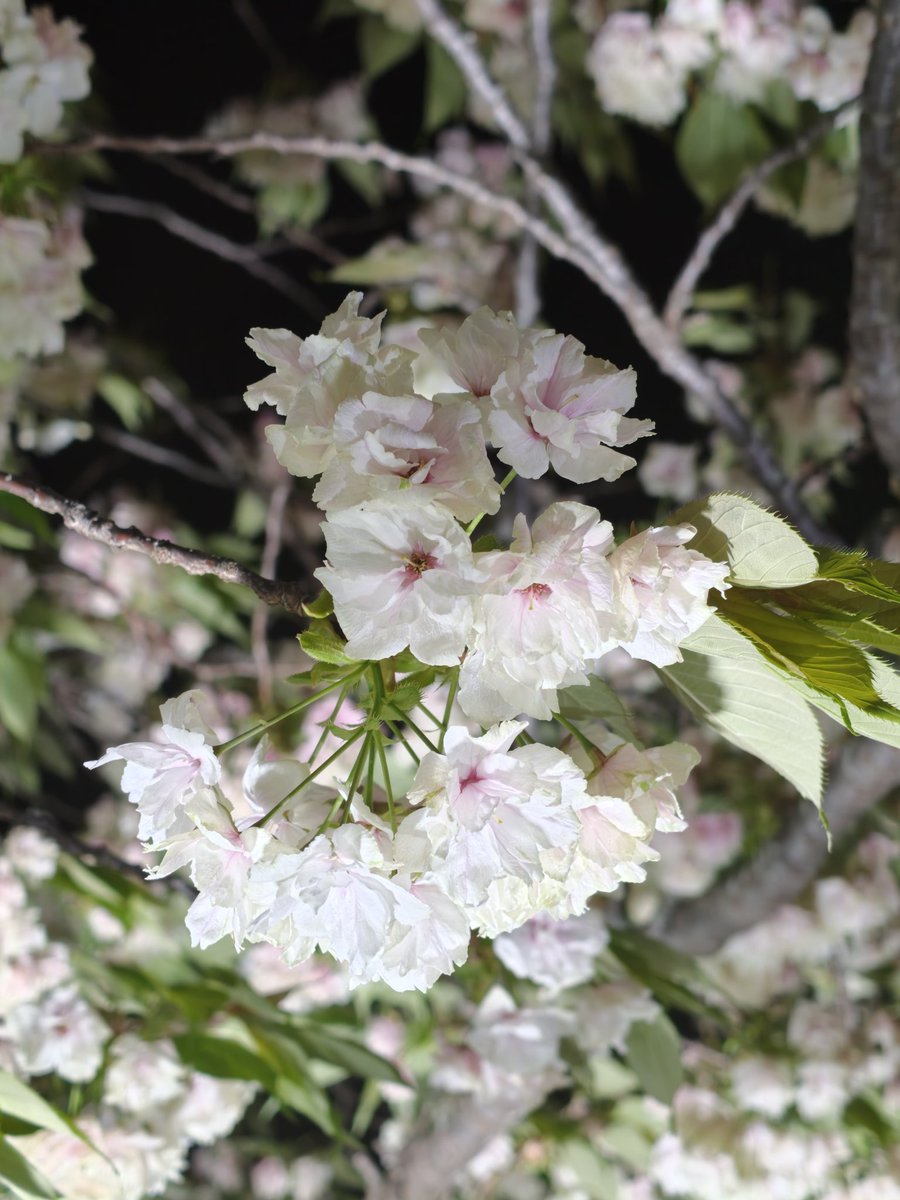 totochan tweet media