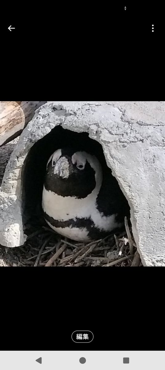 来世はペンギンがいい人 tweet media