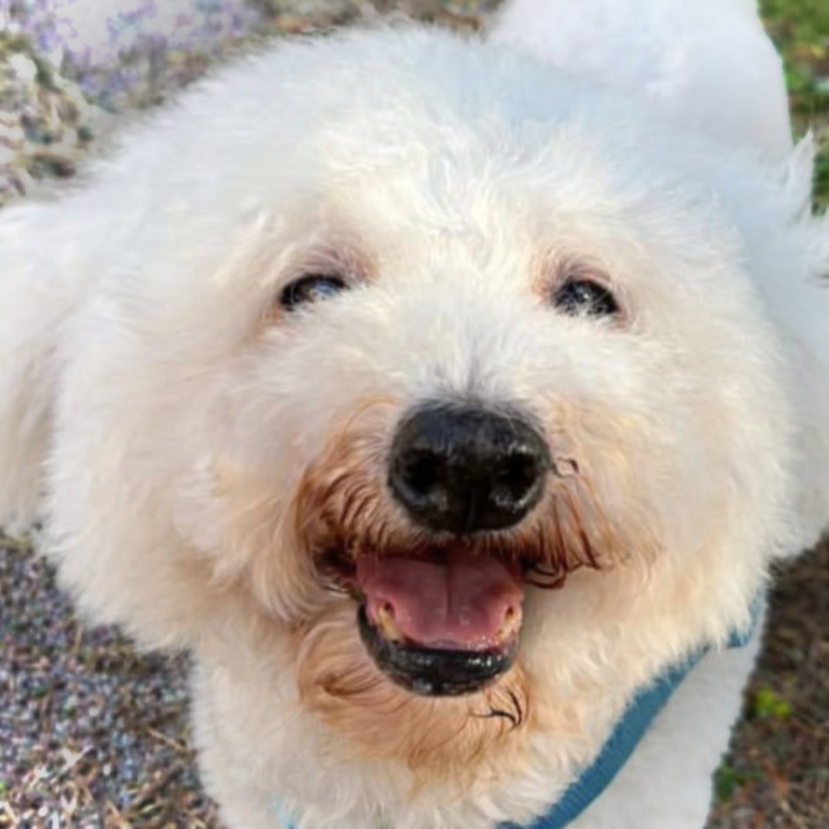 SosAbuelos1's tweet image. #Madrid
#MANTOU es un vejete de 13 años, extraordinariamente bueno 🤍.

Fue rescatado en Beijing, China, en 2019 y llegó a España en 2024.

Aunque tiene un carácter absolutamente perfecto y es precioso ―al no ser cachorro―, nadie se ha interesado por él y cuanto más va