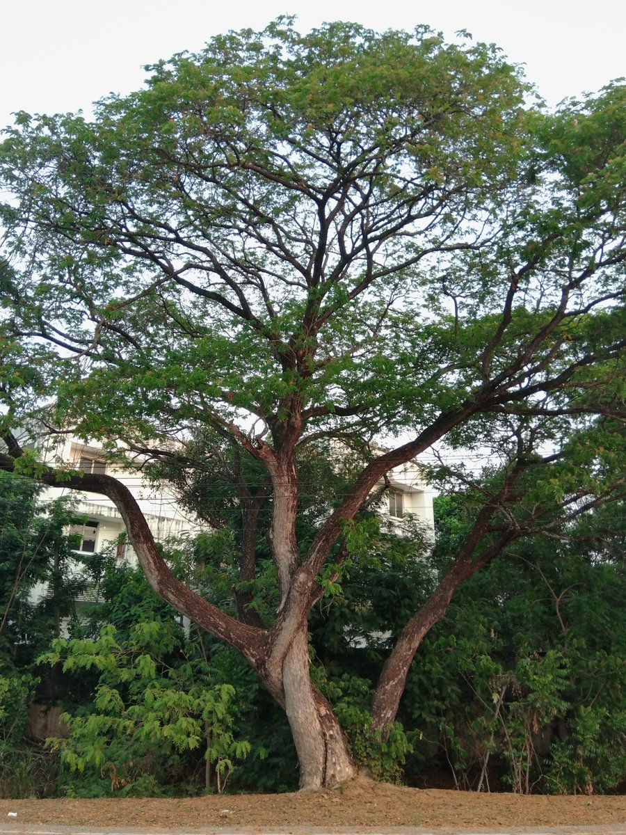 barajun's tweet image. #お写ん歩 20260413 
#pixproc1
#kodakpixpro