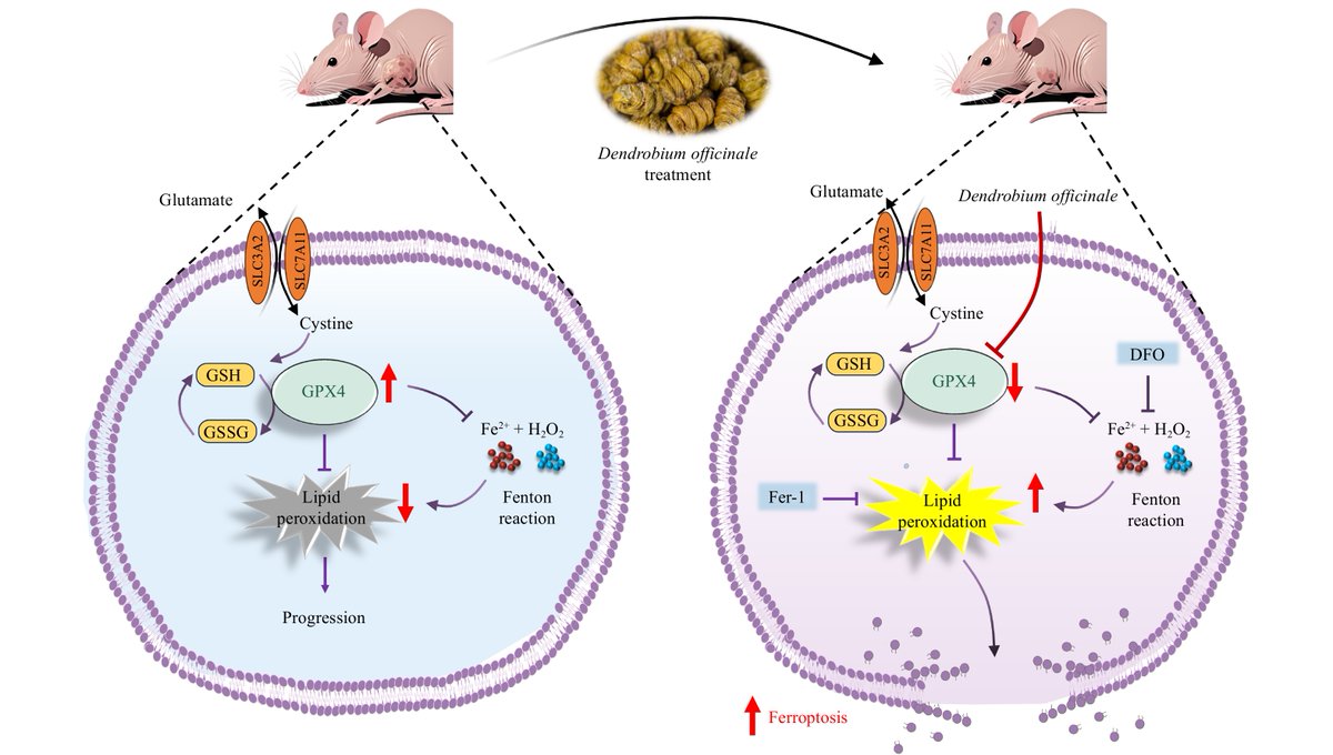 Chinese Journal of Natural Medicines tweet media