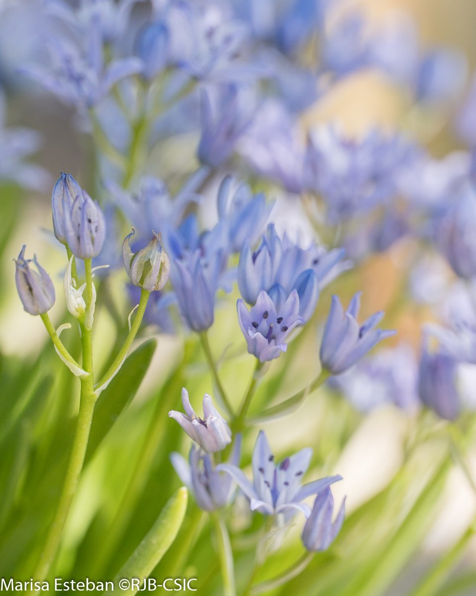 REAL JARDÍN BOTÁNICO tweet media