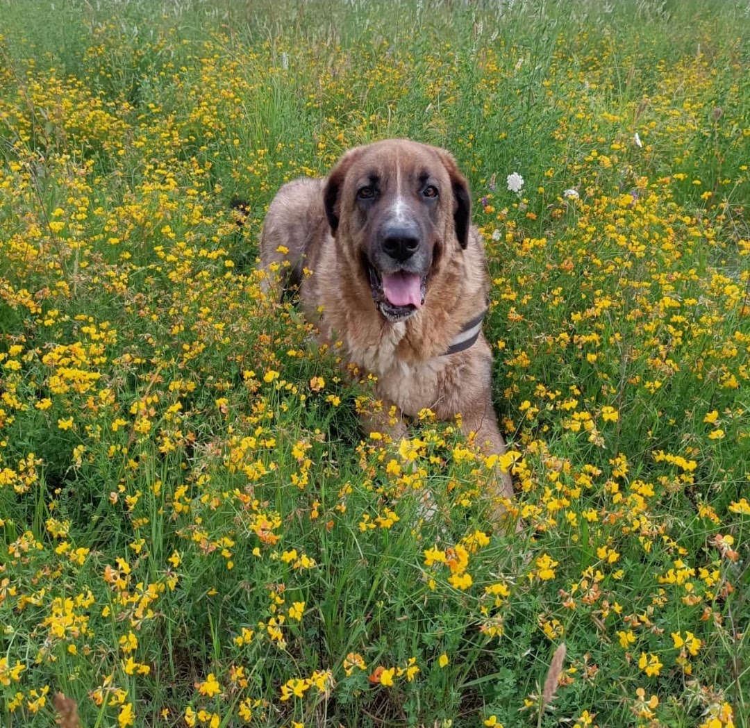 Tigre 🐯 tweet media