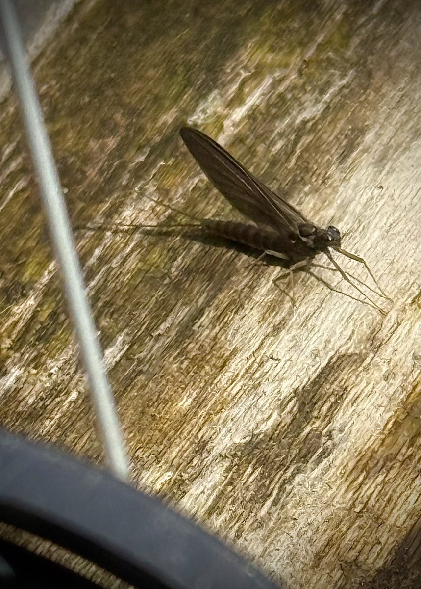 woolybugged's tweet photo. The early April mayflies were consistent on the Brodhead in Sunday’s afternoon sunshine. They shared the water with Caddis and the fish were hungry. Beautiful day.

#paflyfishing #mayflies #springtime #trout #patrout #bugs #pennsylvania #brodheadcreek #monroecounty #woolybugged https://t.co/b94tgwgHH5