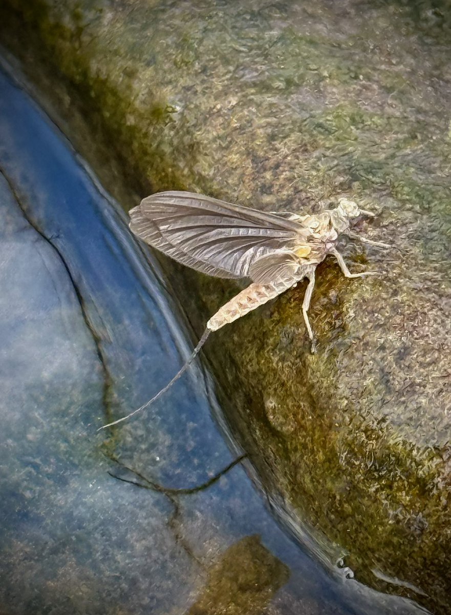 woolybugged's tweet photo. The early April mayflies were consistent on the Brodhead in Sunday’s afternoon sunshine. They shared the water with Caddis and the fish were hungry. Beautiful day.

#paflyfishing #mayflies #springtime #trout #patrout #bugs #pennsylvania #brodheadcreek #monroecounty #woolybugged https://t.co/b94tgwgHH5