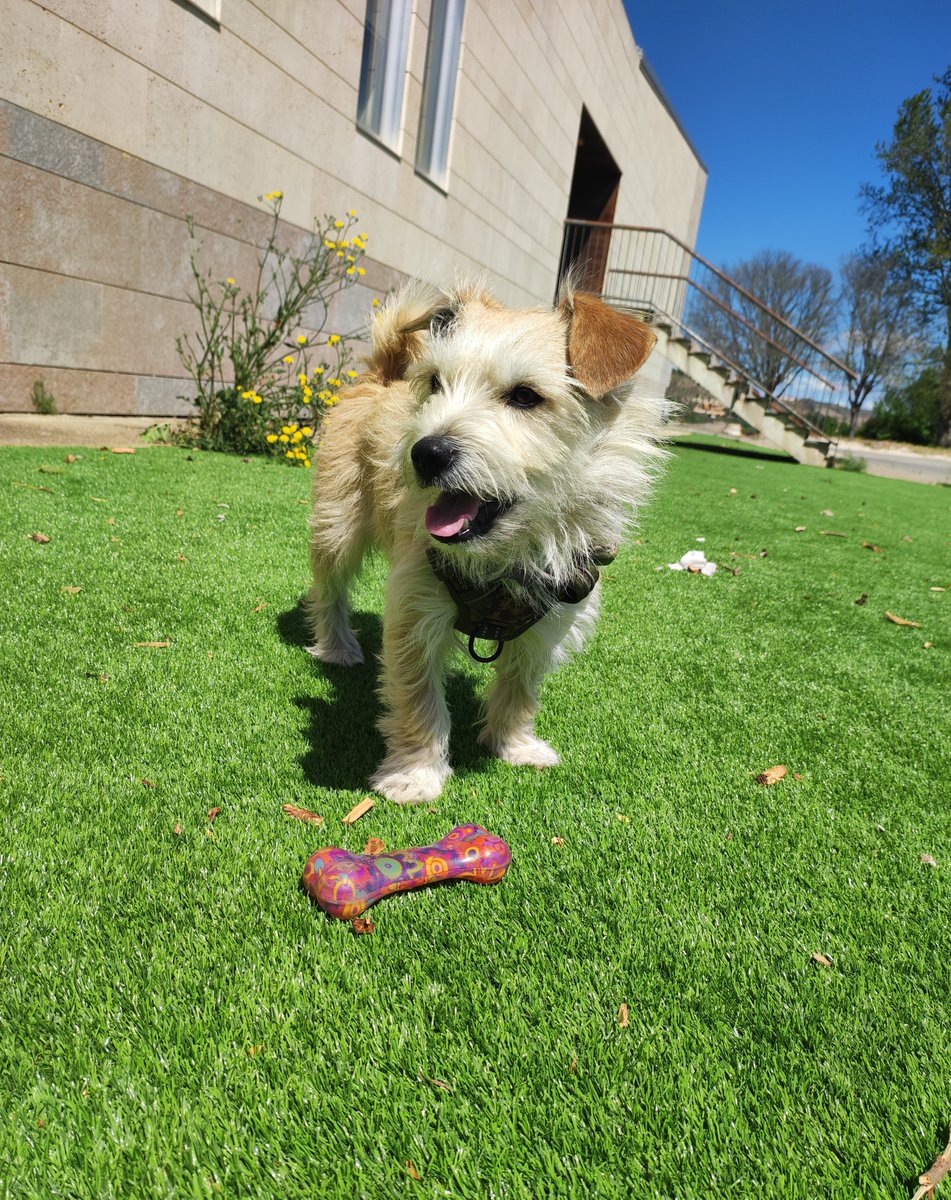He hablado con su veterinario y el plan es darle máximo un mes a ver si mejora, de no ser así hay que operar al menos una rodilla para darle la oportunidad de mejorar su calidad de vida. El problema es que se juega la vida y que la recuperación es más difícil con la cauda equina.