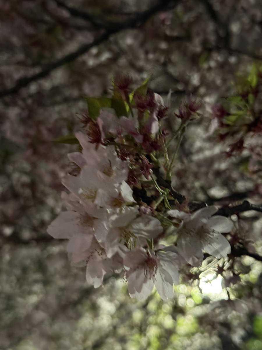 字兎ゆう【Azato Yu】@Vtuber tweet media