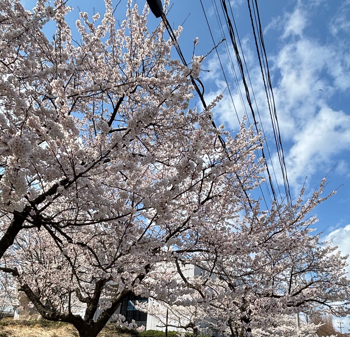 もけ🌟💫🎨 tweet media