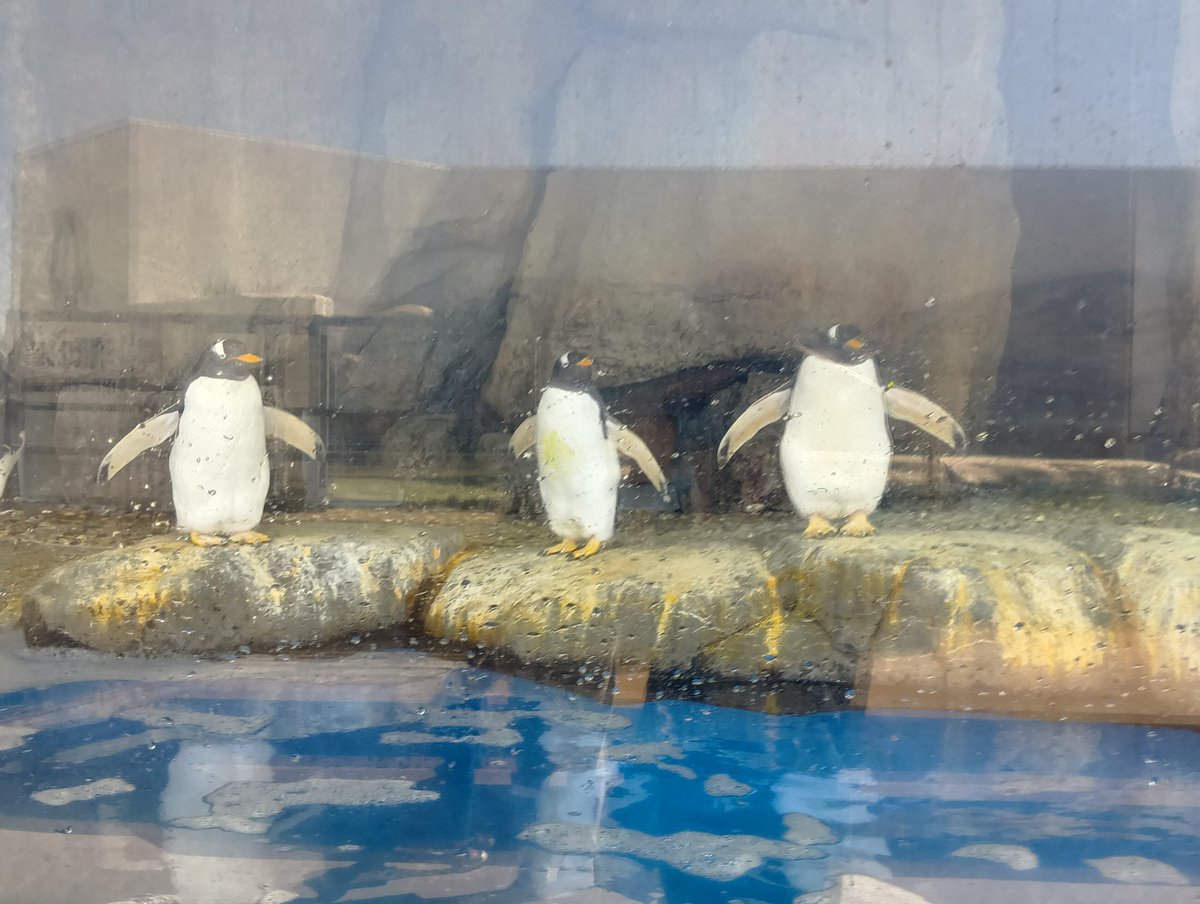 来世はペンギンがいい人 tweet media