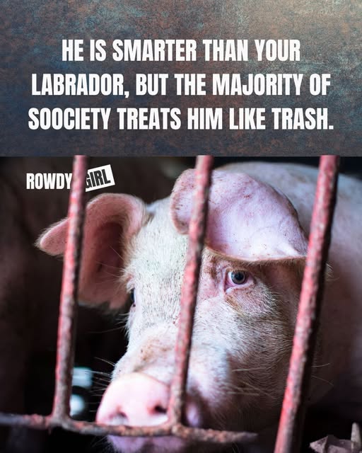 Rowdy Girl Sanctuary tweet media