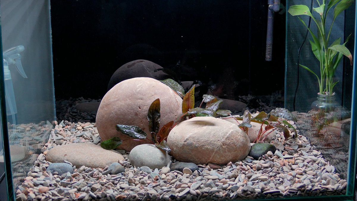 iamaquadreamer's tweet photo. A Simple Tank 🔥 https://t.co/gdLVnmJ4Zy