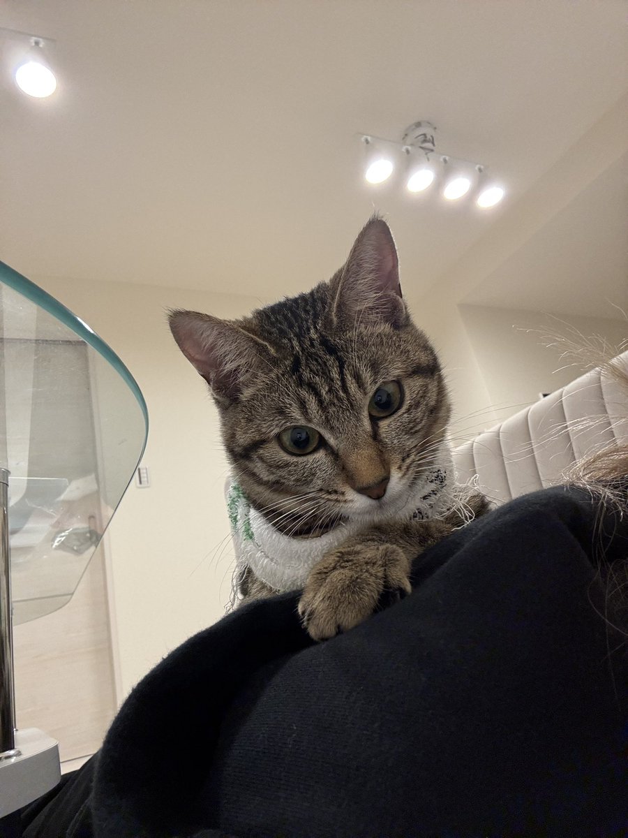 nyan tweet media