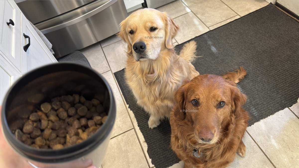 PghGoldens's tweet image. Everyone remain calm. EVERYONE. REMAIN. CALM. The treat jar is open. THE. TREAT. JAR. IS. OPEN. 

#DogsOfTwitter #GoldenRetrievers #PghGoldens