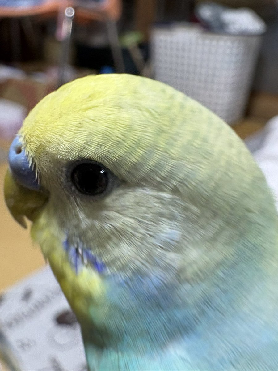 らふっと🙂‍↔️🙂‍↕️🙂‍↔️ tweet media