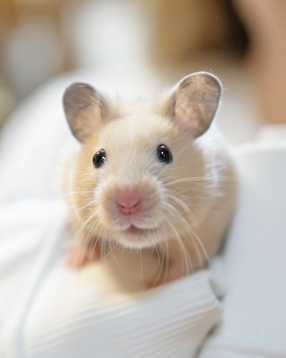 おてだま tweet media