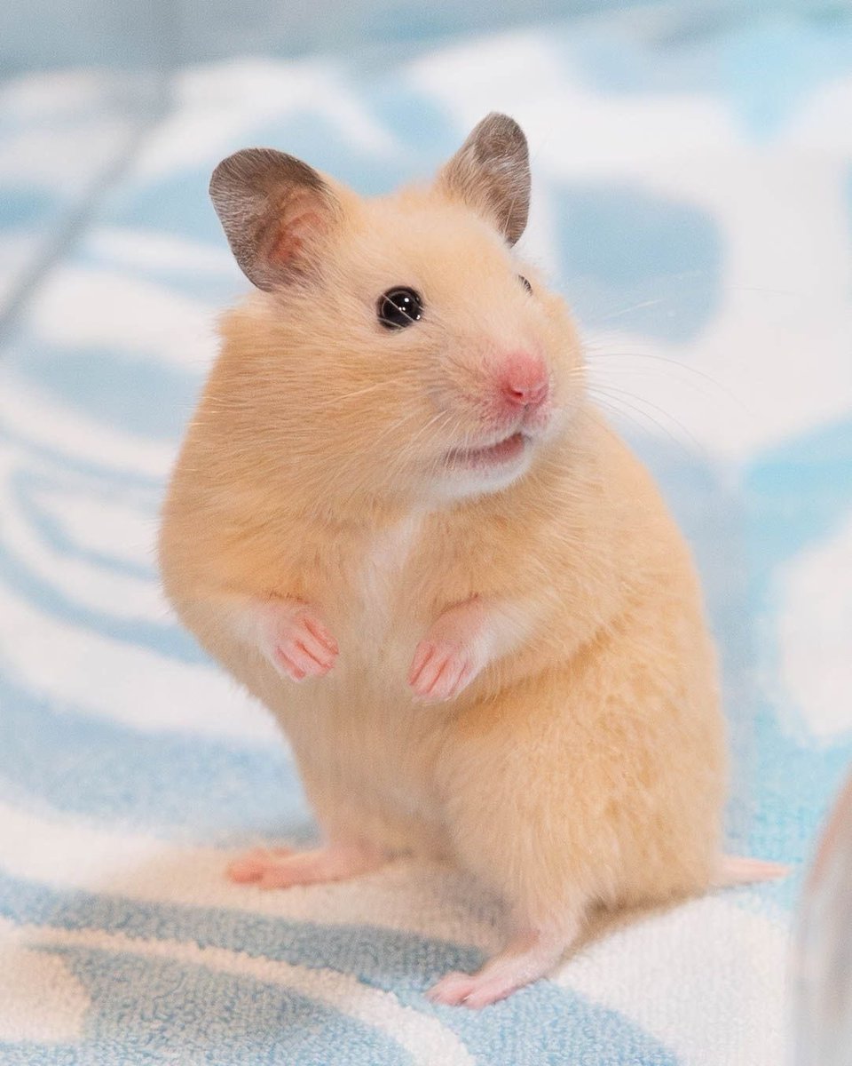 おてだま tweet media