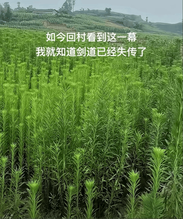 stariveer's tweet photo. 剑道已经失传 https://t.co/WcwKRBA2Qn