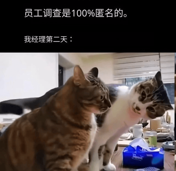 stariveer's tweet photo. 员工调查是100%匿名的 https://t.co/Fj9HCBJZDO