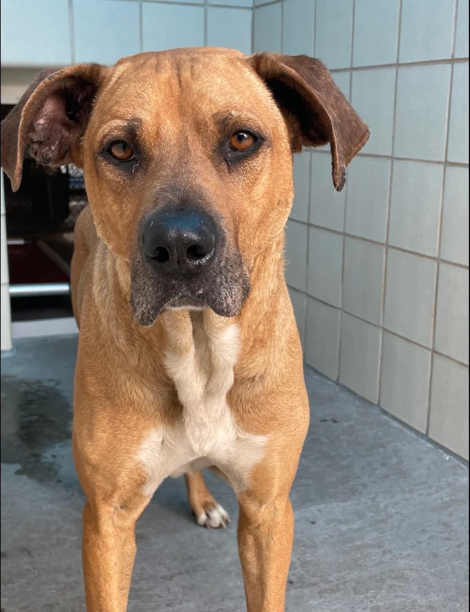 LisaBrabson's tweet image. CANOLE #A386837 3yo
I'M HURTING SO BAD,PLZ HELP ME😞 I DON'T WANT TO DIE 
He's injured,in pain,looked over for who knows how long
Mistreated by everyone, loved by none
WE can save this darling 

Plz #PLEDGE for med. rescue🆘️Sponser his vet care if u can!
#CorpusChristiACS #TX