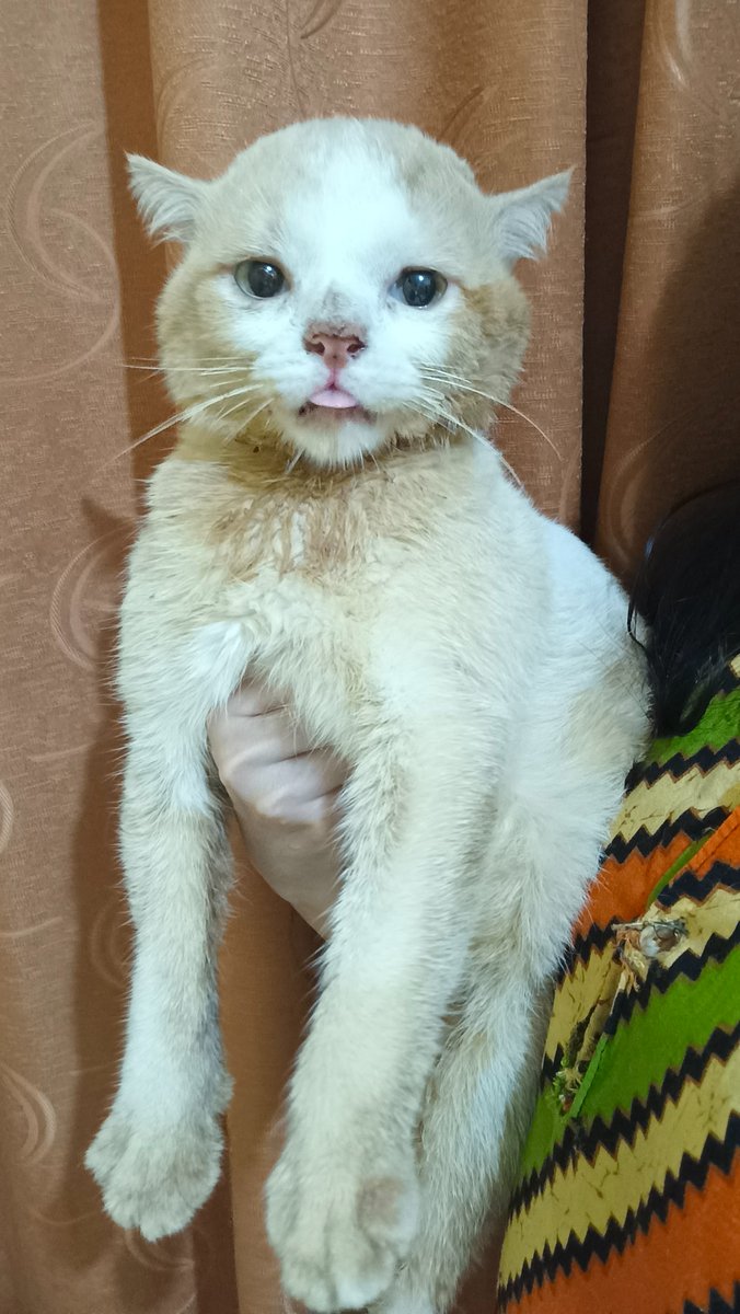 panggil aja ucok tweet media