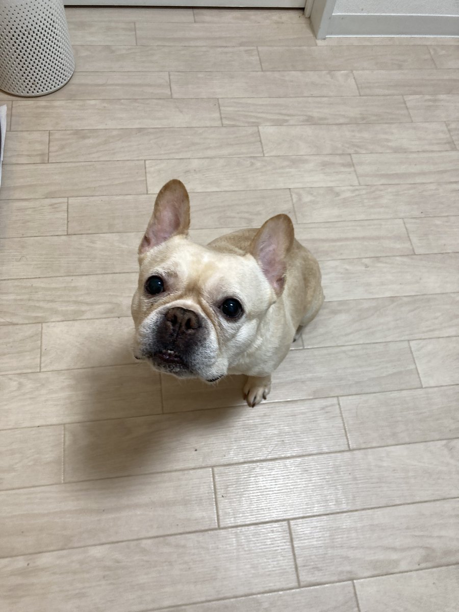 大吉と福 tweet media