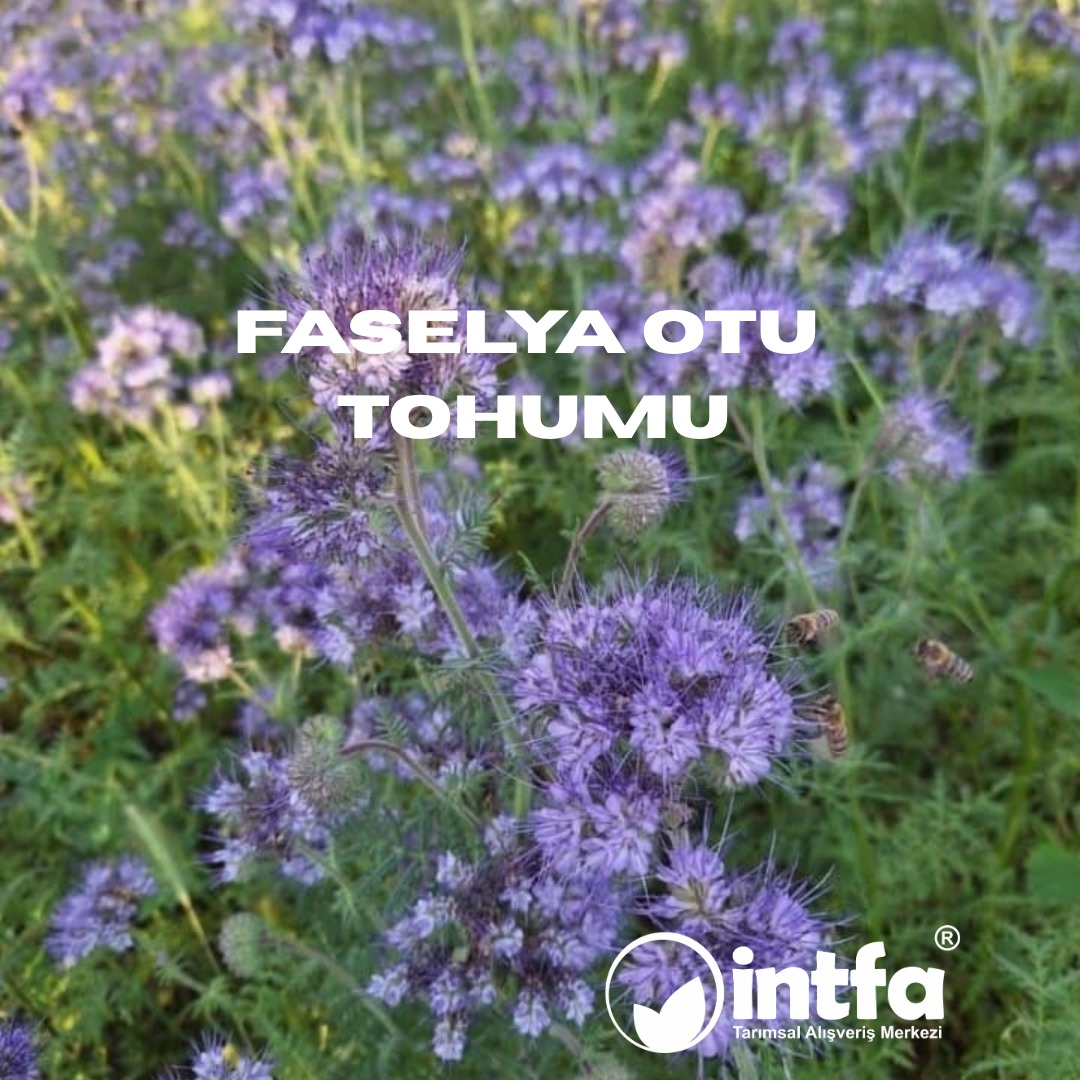 intfarming's tweet image. Faselya Otu Tohumu siparişi vermek veya detaylı bilgi almak için sizi sitemize bekleriz. 

intfarming.com/ari-otu-tohumu…

Kalite ve Güvenin vazgeçilmez adresi İNTFA Tarımsal Alışveriş Merkezi.

#tohum #tohumcu #tohumculuk #faselyaotu #faselyaotutohumu