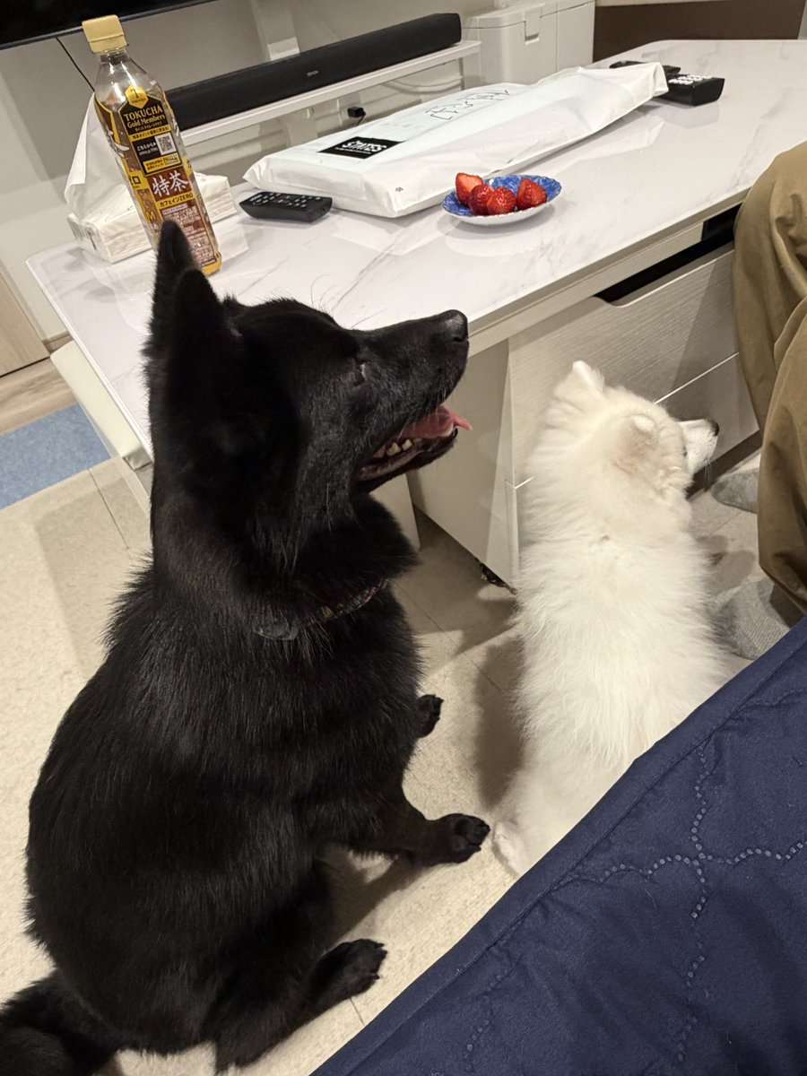 めい🐍 tweet media