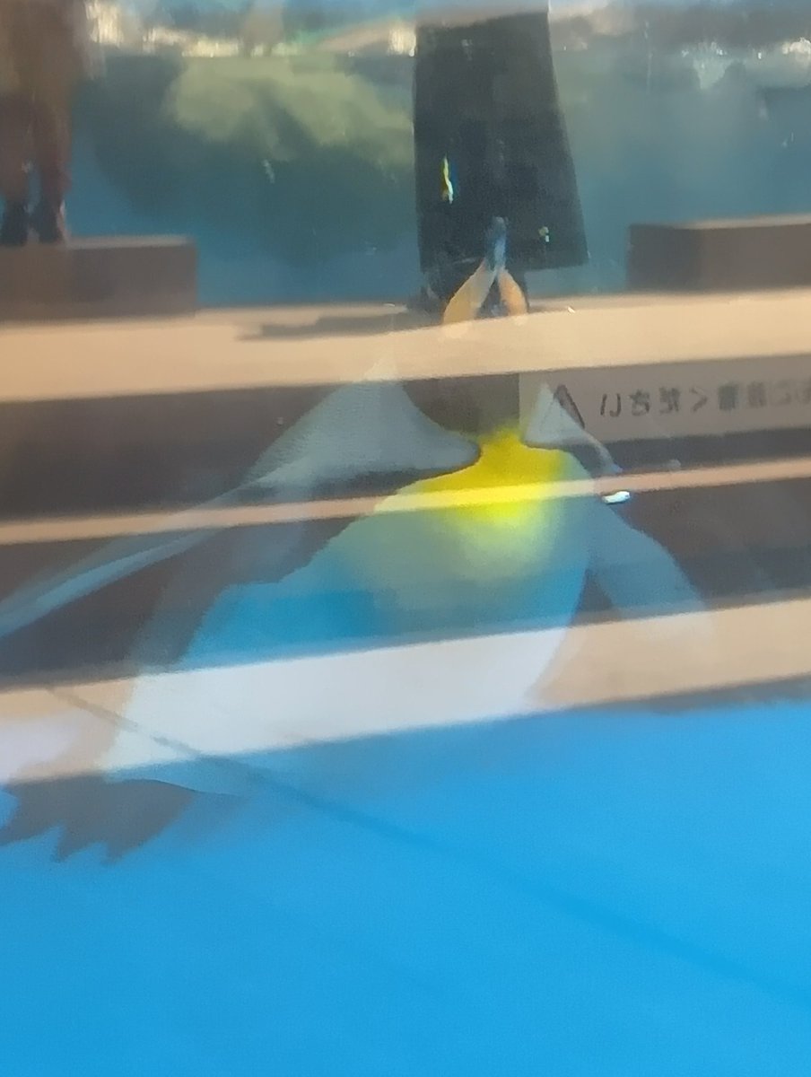 来世はペンギンがいい人 tweet media