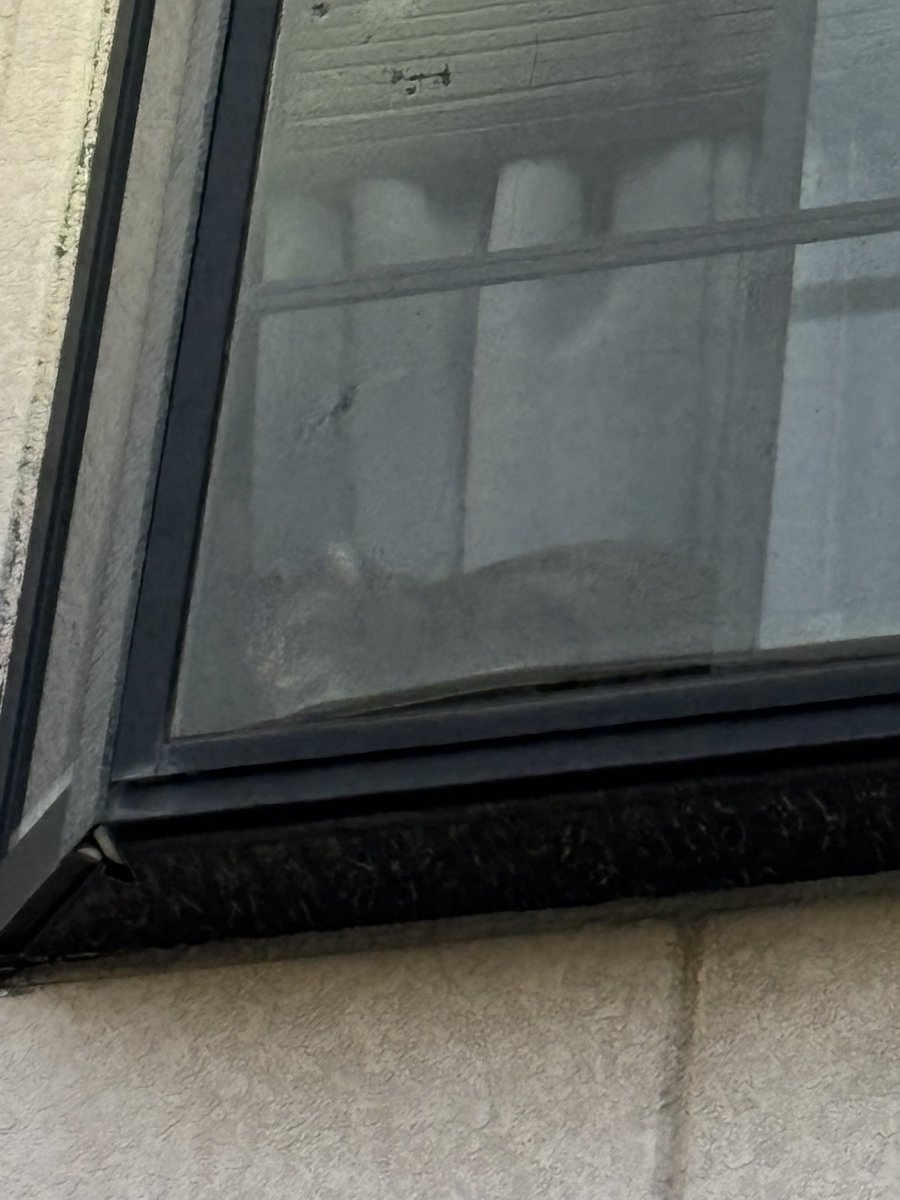 はやﾃｨﾝ🍇 tweet media