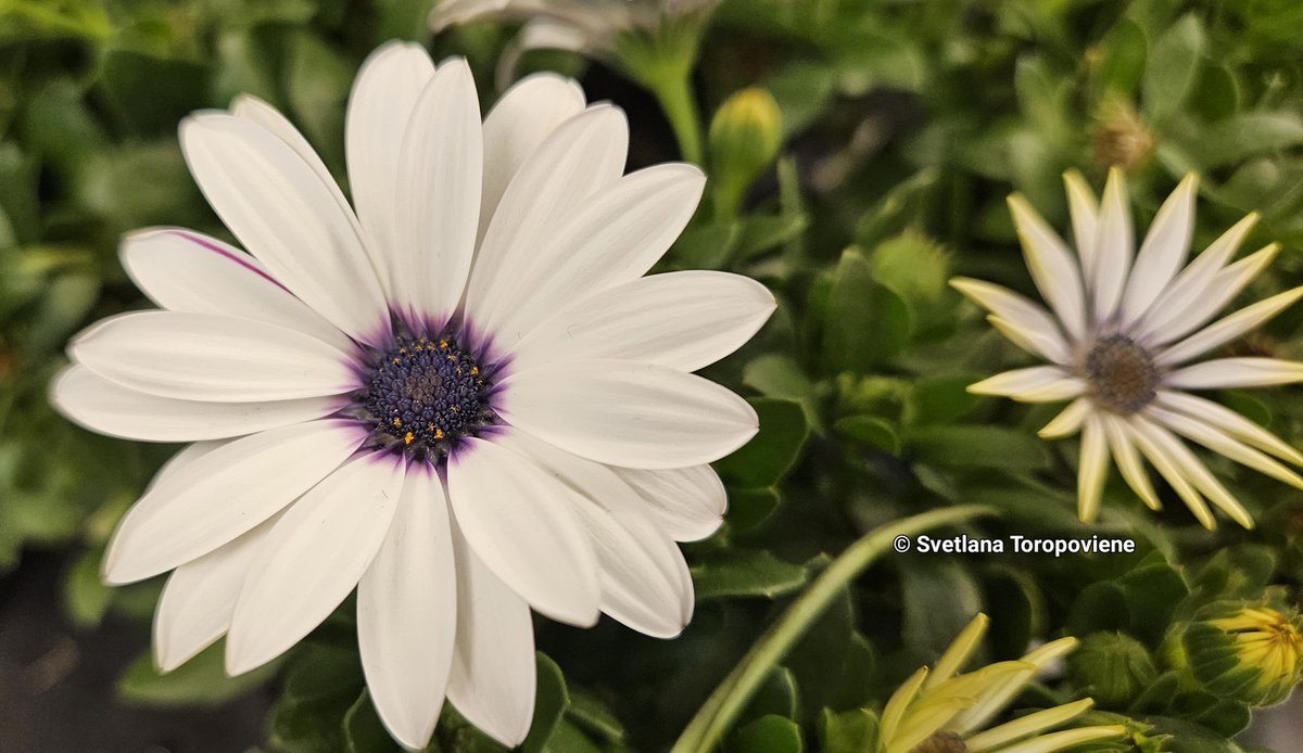 LanaToro21's tweet photo. #Photobyme📷 #Sundayshots
When you're disappointed in someone, you realize: it's not that they're so bad. It's that you treated them better than they deserved & expected from them what they were completely incapable of 💯
💗{~WOMAN'S SOUL}💗 https://t.co/rJ0lq6ZRn1