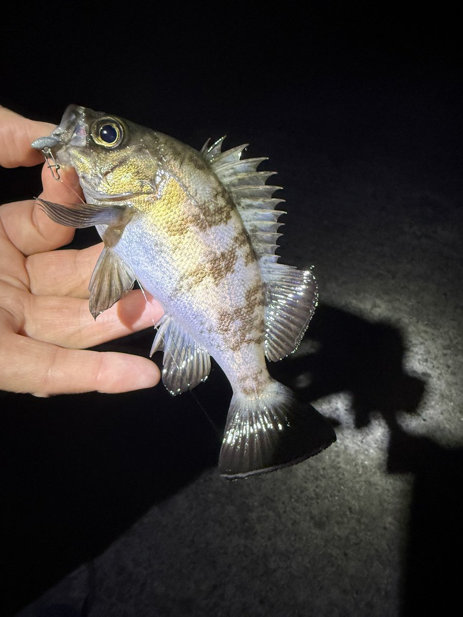 OkW8i's tweet image. 4月13日(月曜)
夕間詰め早めに、いつものポイント🎣に行って2時間投げ倒してメバル2匹😅
バラし3回💧
まぁ、渋い事🥺
レベロクの0.7g使用しても、何とか1匹取れたぐらい💧
また違うジグ単に変えて1匹取れた感じでした💦
 #メバリング
 #コルト
 #レベロク #14 0.7g
 #ルビーシュリンプ