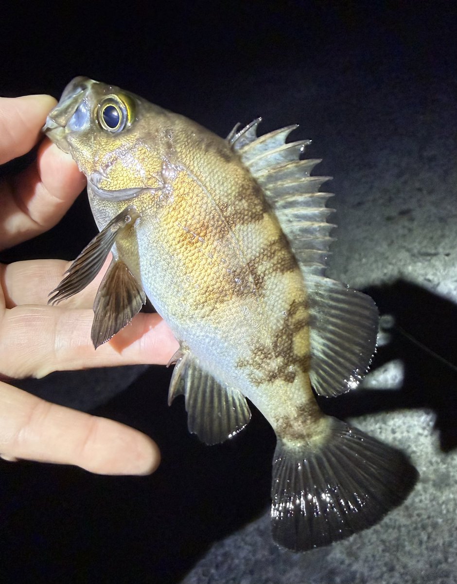 OkW8i's tweet image. 4月13日(月曜)
夕間詰め早めに、いつものポイント🎣に行って2時間投げ倒してメバル2匹😅
バラし3回💧
まぁ、渋い事🥺
レベロクの0.7g使用しても、何とか1匹取れたぐらい💧
また違うジグ単に変えて1匹取れた感じでした💦
 #メバリング
 #コルト
 #レベロク #14 0.7g
 #ルビーシュリンプ