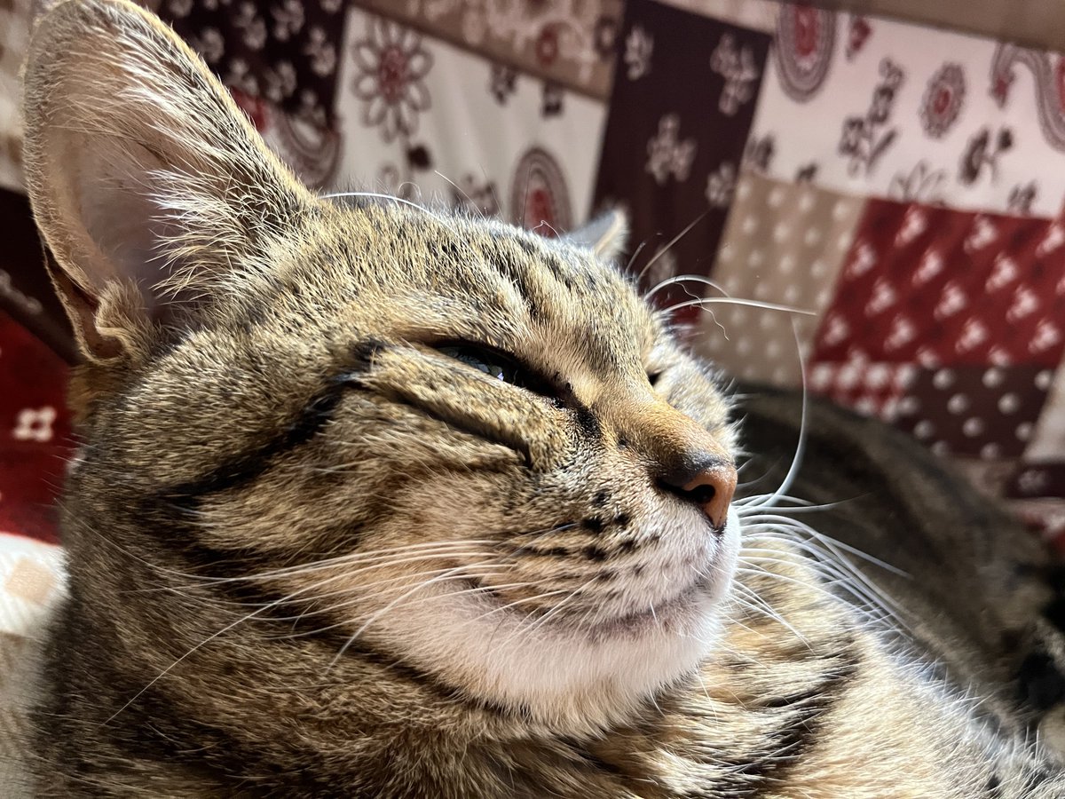 おまえ、ねこなのか……？
