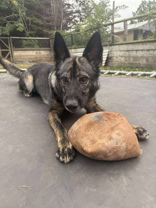 gsrescueelite's tweet photo. Bella is 3yrs old and she has been with us most her life. Bella is a clever girl who we believe comes from working lines but she is also a shy girl so will need an exp, calm and patient home please 
#dogs #germanshepherd #Essex 
https://t.co/aDWcWTnVml https://t.co/pOPYc4i9lK