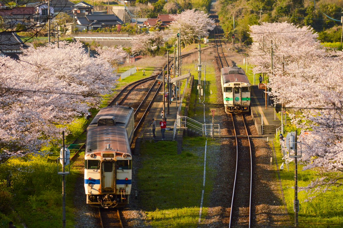 シエル tweet media