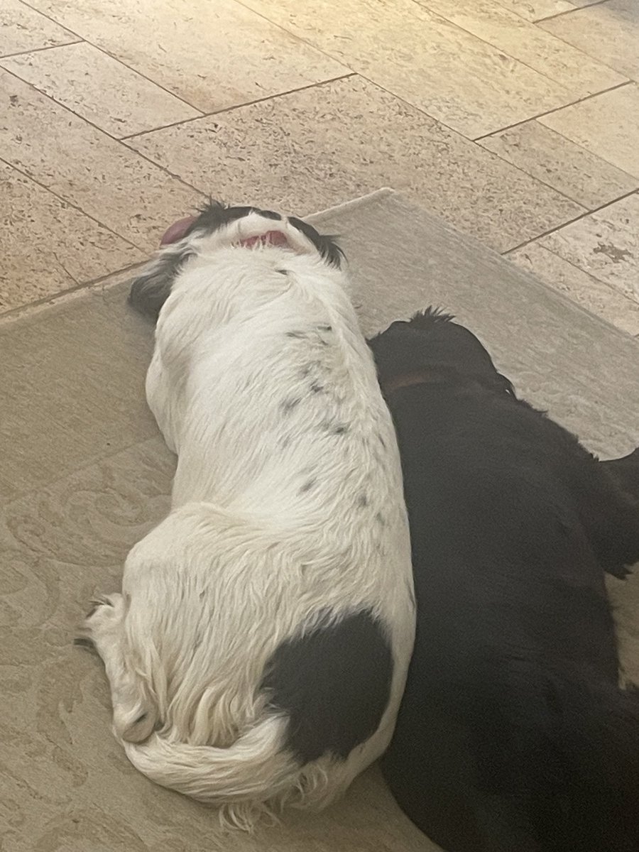 Carter_LikeDan's tweet image. Monday is boring because humans are working and we’re neglected and only have each other #dogsofx #DogsofTwittter #dogsoftwitter