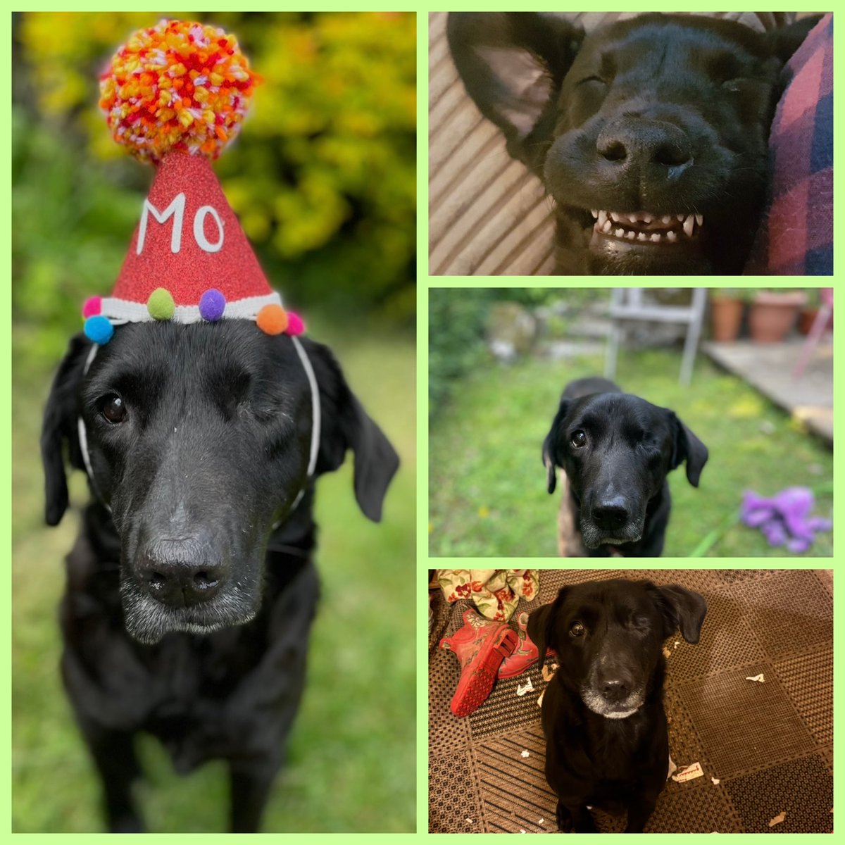 LittleMoRescuePup tweet media