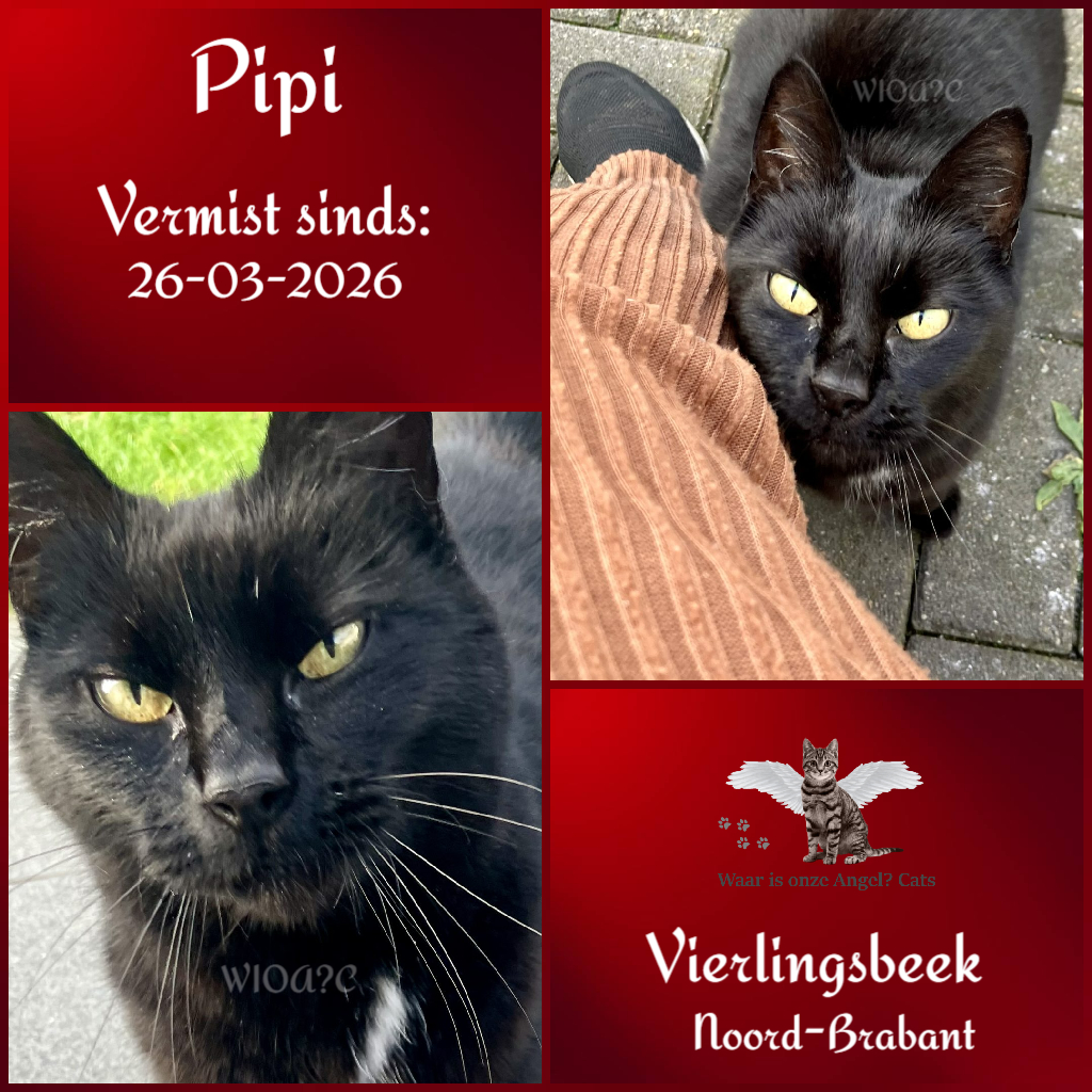 waarisonzeangel's tweet photo. Pipi #Vermist sinds 26-03-2026 te #Vierlingsbeek #NoordBrabant 

https://t.co/zArG8zLLN5 https://t.co/TNl2QHwtqd