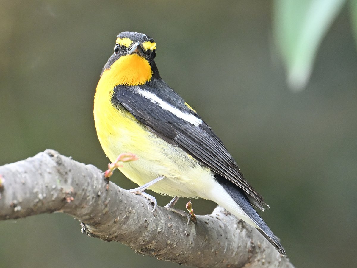 waniwani1968's tweet image. #一日一鳥
#Nikon
今日は再び暑くなる模様のモフモフ木曜日、お早う御座います😅
モフ化といかないがふっくらとしたお腹も可愛い夏鳥の代表格「#黄鶲(きびたき)♂」氏
正面顔もイケメンでした😆
本日も良しなに🙏